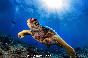 Honu sunburst by Stuart Ganz 